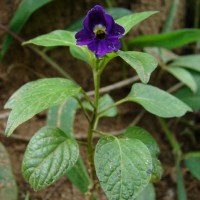 Browallia americana L.